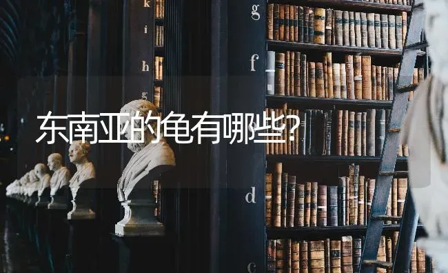 东南亚的龟有哪些？ | 动物养殖问答