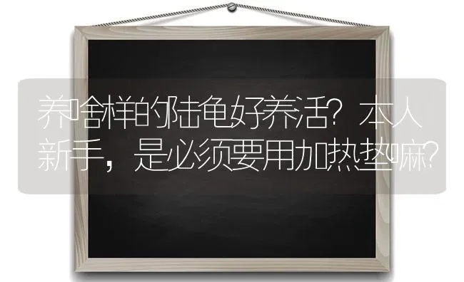 养啥样的陆龟好养活？本人新手，是必须要用加热垫嘛？ | 动物养殖问答