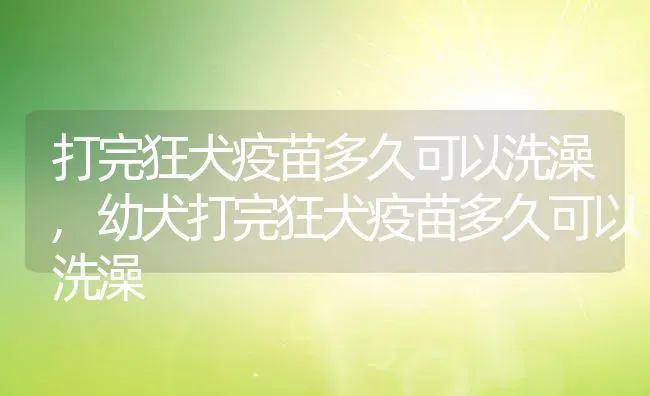 打完狂犬疫苗多久可以洗澡,幼犬打完狂犬疫苗多久可以洗澡 | 宠物百科知识