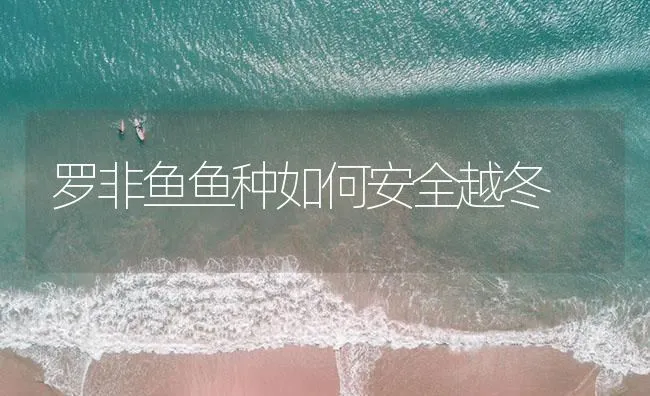 罗非鱼鱼种如何安全越冬 | 海水养殖技术