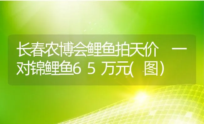 长春农博会鲤鱼拍天价 一对锦鲤鱼65万元(图） | 动物养殖饲料