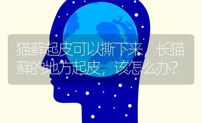 毛很长的小狗是什么狗种？ | 动物养殖问答