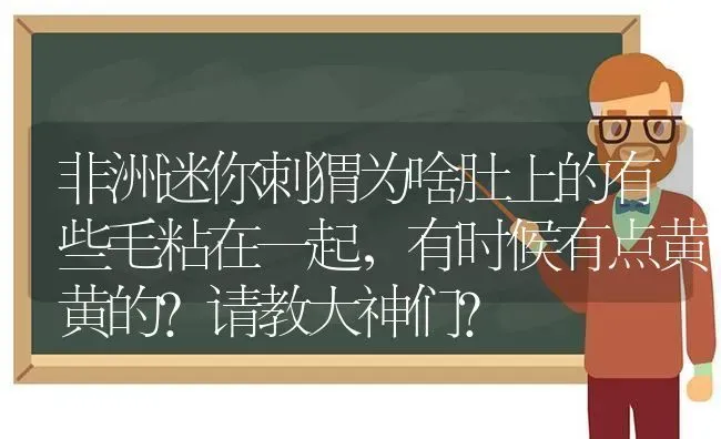 非洲迷你刺猬为啥肚上的有些毛粘在一起，有时候有点黄黄的？请教大神们？ | 动物养殖问答