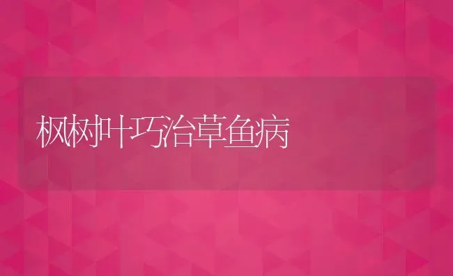 枫树叶巧治草鱼病 | 动物养殖教程