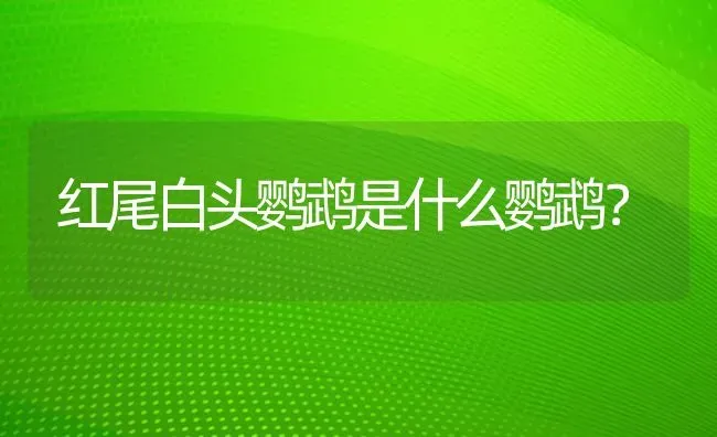 红尾白头鹦鹉是什么鹦鹉？ | 动物养殖问答