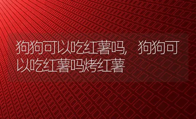 狗狗可以吃红薯吗,狗狗可以吃红薯吗烤红薯 | 宠物百科知识