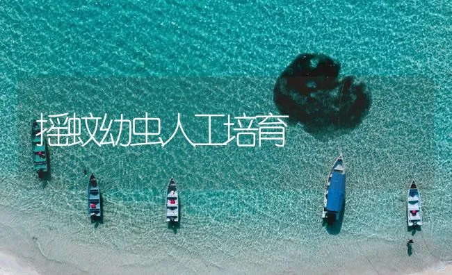 摇蚊幼虫人工培育 | 海水养殖技术