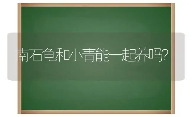 南石龟和小青能一起养吗？ | 动物养殖问答