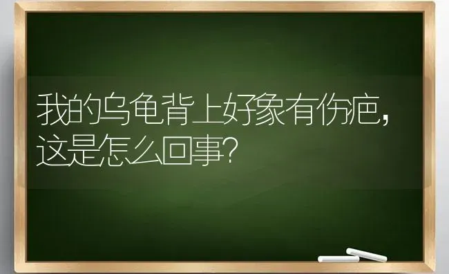 我的乌龟背上好象有伤疤，这是怎么回事？ | 动物养殖问答