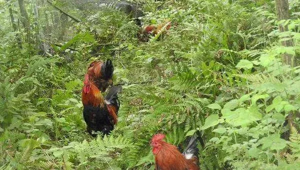 山上养鸡技术