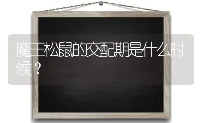 魔王松鼠的交配期是什么时候？ | 动物养殖问答