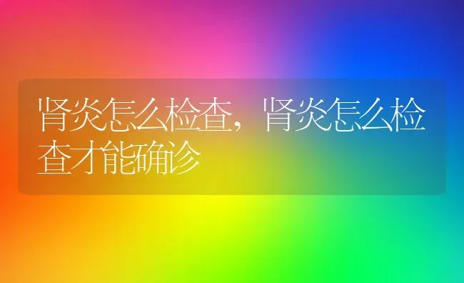 肾炎怎么检查,肾炎怎么检查才能确诊 | 宠物百科知识