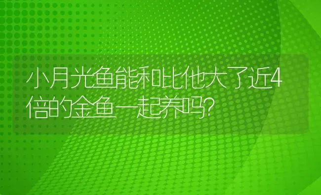 小月光鱼能和比他大了近4倍的金鱼一起养吗？ | 鱼类宠物饲养