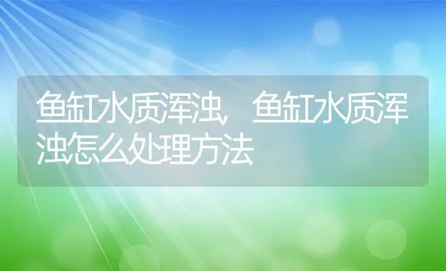 鱼缸水质浑浊,鱼缸水质浑浊怎么处理方法 | 宠物百科知识