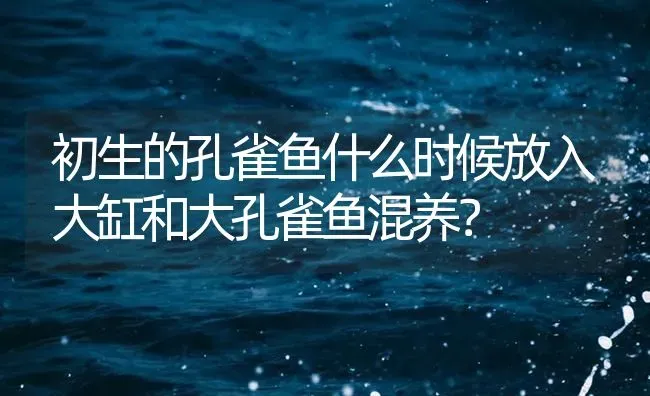 初生的孔雀鱼什么时候放入大缸和大孔雀鱼混养？ | 鱼类宠物饲养