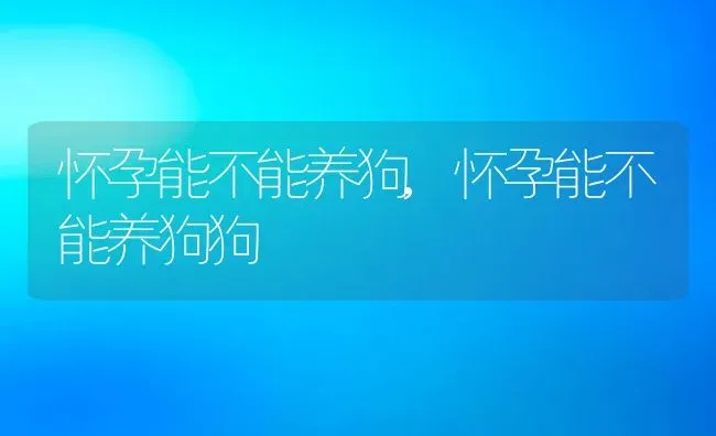 怀孕能不能养狗,怀孕能不能养狗狗 | 宠物百科知识