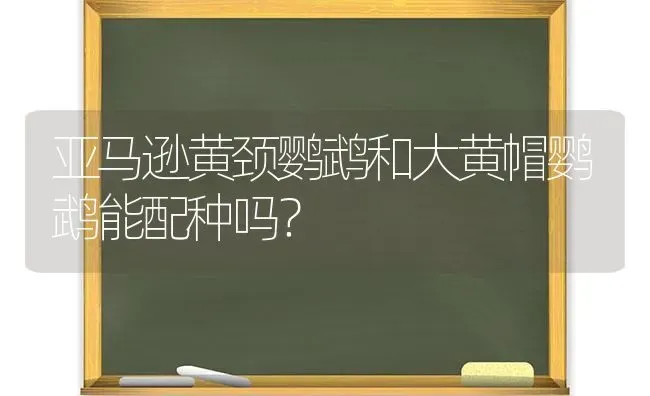 亚马逊黄颈鹦鹉和大黄帽鹦鹉能配种吗？ | 动物养殖问答