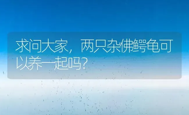 求问大家，两只杂佛鳄龟可以养一起吗？ | 动物养殖问答