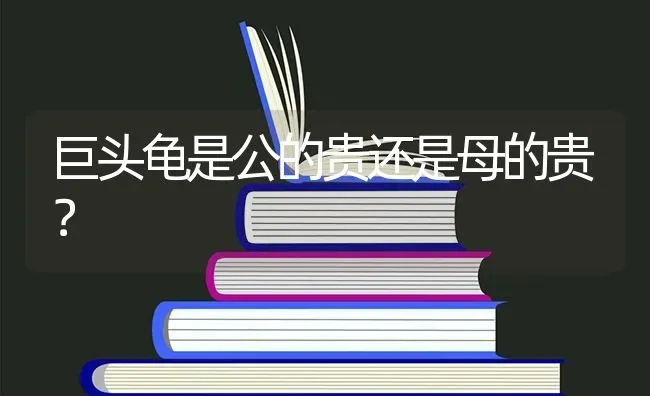 中华田园猫宠物店可以买到吗？ | 动物养殖问答