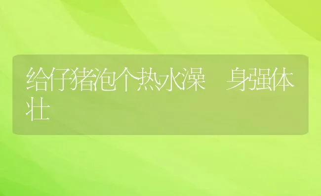 给仔猪泡个热水澡 身强体壮 | 动物养殖学堂