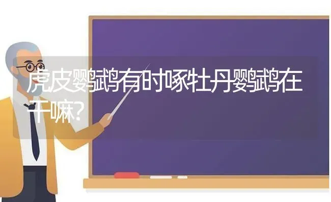 虎皮鹦鹉有时啄牡丹鹦鹉在干嘛？ | 动物养殖问答