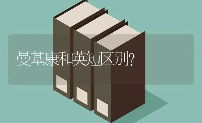 曼基康和英短区别？ | 动物养殖问答