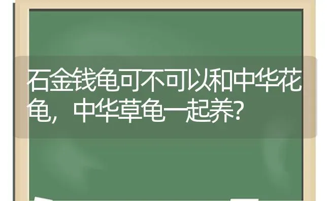 石金钱龟可不可以和中华花龟，中华草龟一起养？ | 动物养殖问答