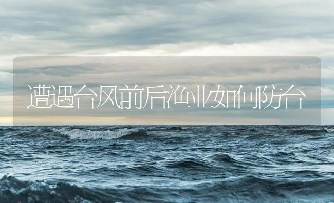 遭遇台风前后渔业如何防台 | 海水养殖技术