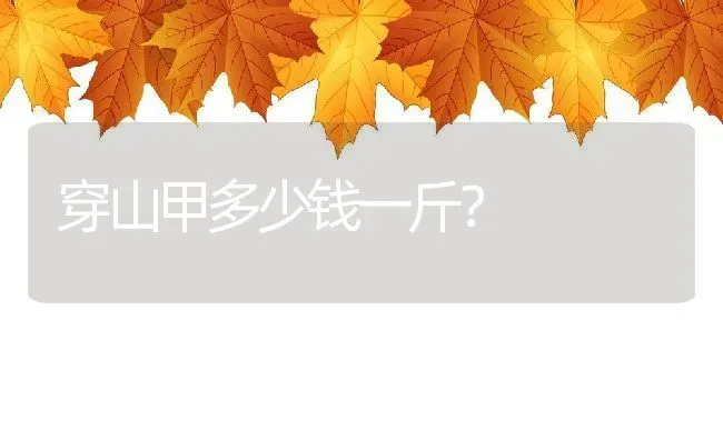 穿山甲多少钱一斤？ | 动物养殖百科