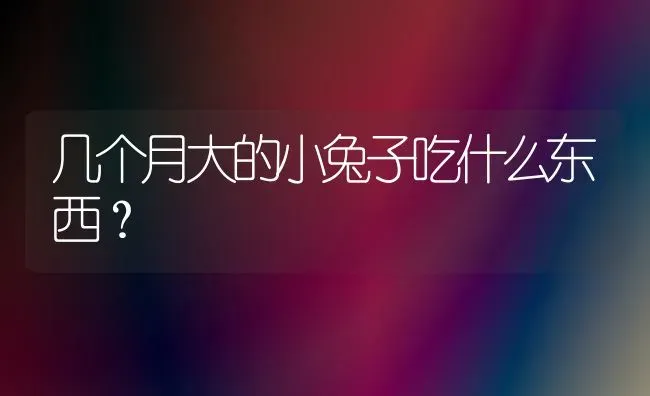 几个月大的小兔子吃什么东西？ | 动物养殖问答