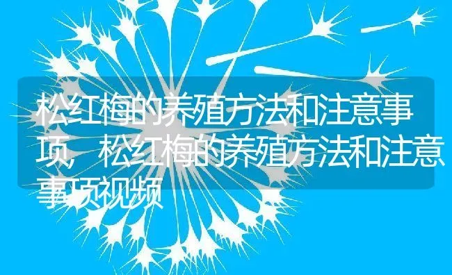 松红梅的养殖方法和注意事项,松红梅的养殖方法和注意事项视频 | 宠物百科知识