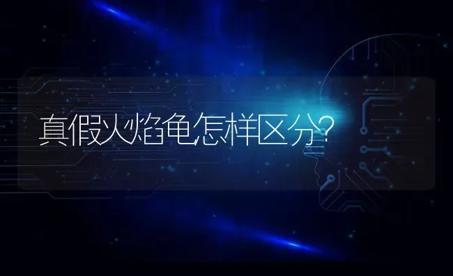 真假火焰龟怎样区分？ | 动物养殖问答