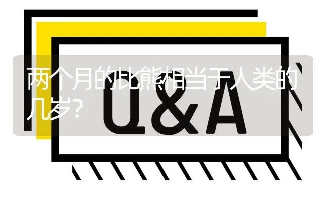 两个月的比熊相当于人类的几岁？ | 动物养殖问答