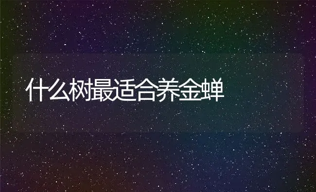 什么树最适合养金蝉 | 动物养殖百科