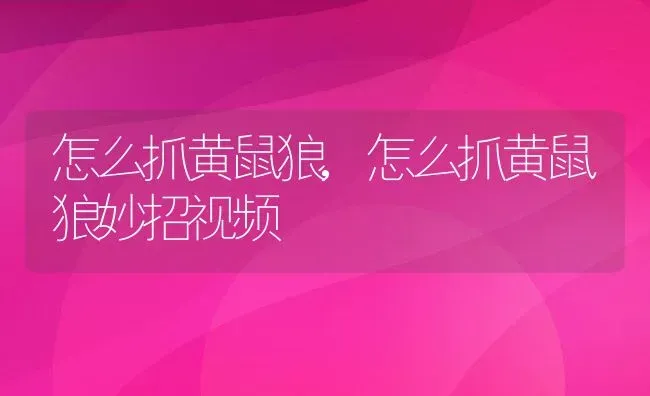 怎么抓黄鼠狼,怎么抓黄鼠狼妙招视频 | 宠物百科知识