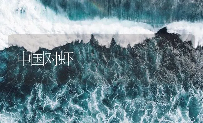 中国对虾 | 海水养殖技术