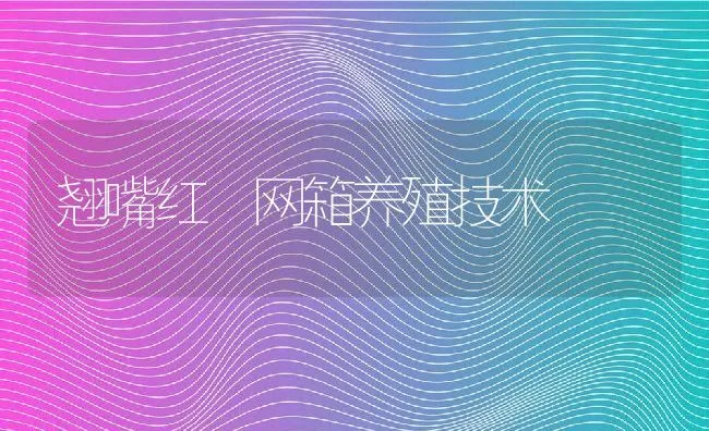 翘嘴红鮊网箱养殖技术 | 动物养殖饲料