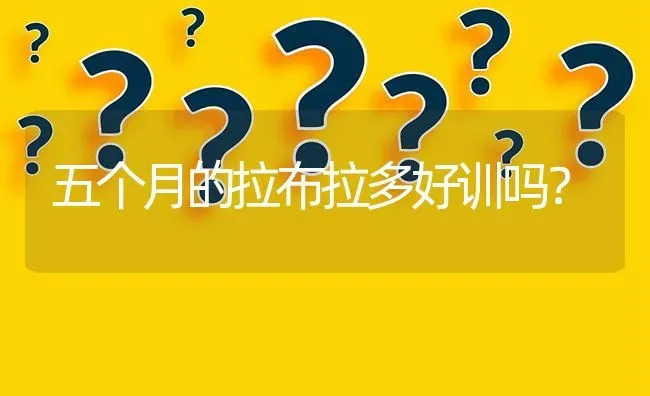 五个月的拉布拉多好训吗？ | 动物养殖问答