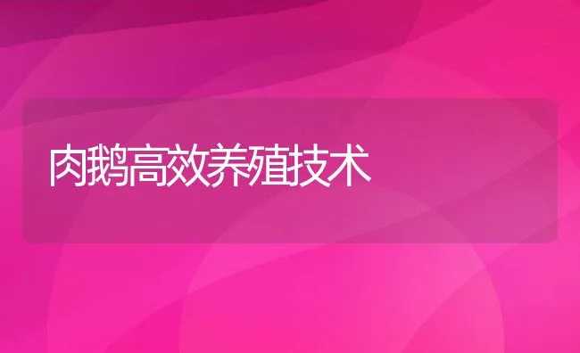 肉鹅高效养殖技术 | 动物养殖饲料