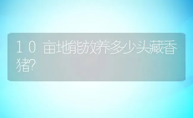 10亩地能放养多少头藏香猪？ | 动物养殖百科