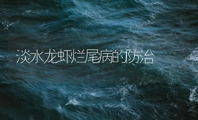 淡水龙虾烂尾病的防治 | 海水养殖技术