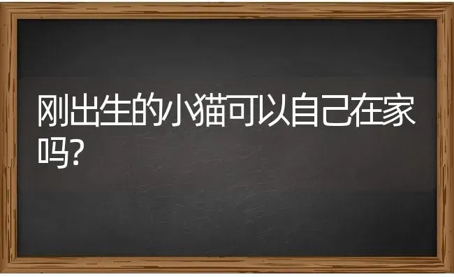 刚出生的小猫可以自己在家吗？ | 动物养殖问答