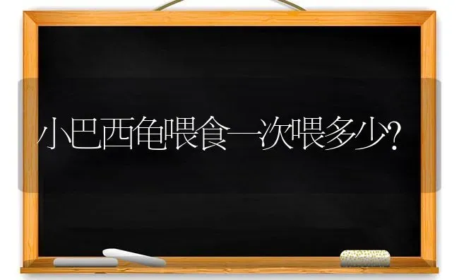 小巴西龟喂食一次喂多少？ | 动物养殖问答