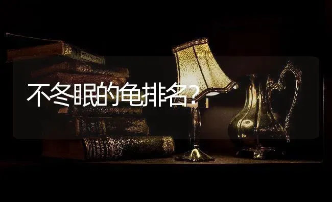 苏格兰折耳和布偶猫哪个好？ | 动物养殖问答