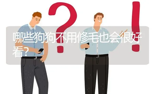 哪些狗狗不用修毛也会很好看？ | 动物养殖问答