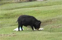 特种养殖野猪 微信销售致富