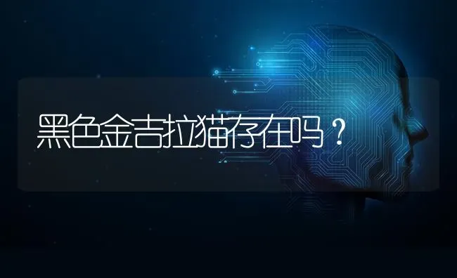 黑色金吉拉猫存在吗？ | 动物养殖问答