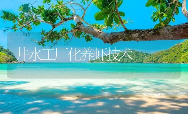 井水工厂化养虾技术 | 海水养殖技术