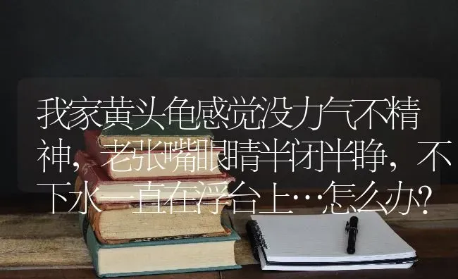 我家黄头龟感觉没力气不精神，老张嘴眼睛半闭半睁，不下水一直在浮台上…怎么办？昨天还好好的今天早？ | 动物养殖问答