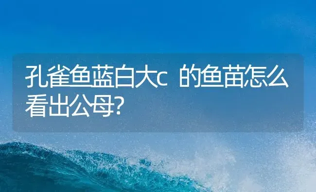 孔雀鱼蓝白大c的鱼苗怎么看出公母？ | 鱼类宠物饲养